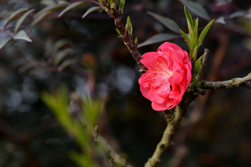 红色碧桃花图片