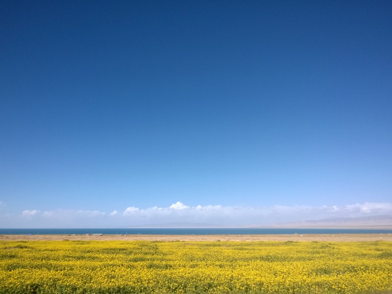 一望无际的金黄油菜花图片