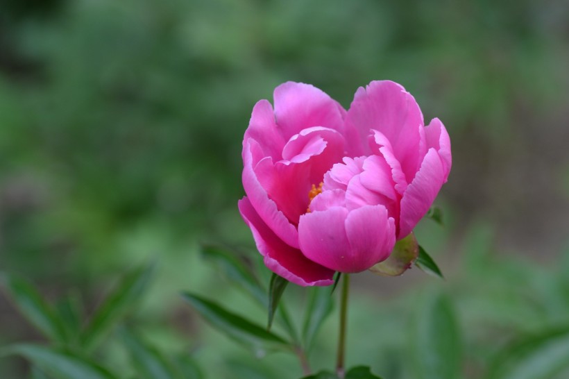 粉嫩芍药花图片