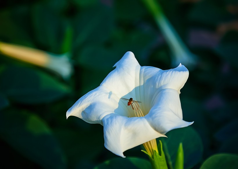 白色曼陀罗花卉图片