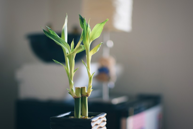 擺放在室內的植物圖片