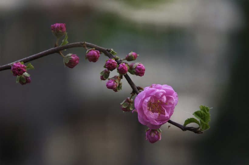 粉红色榆叶梅图片