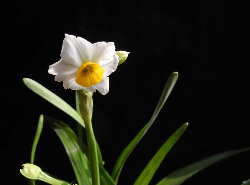 水仙花圖片