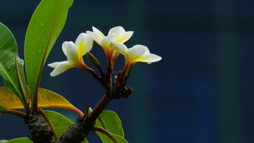 黃色雞蛋花圖片