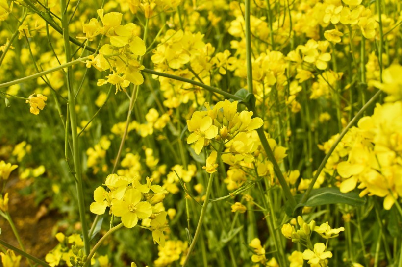 黃色油菜花圖片