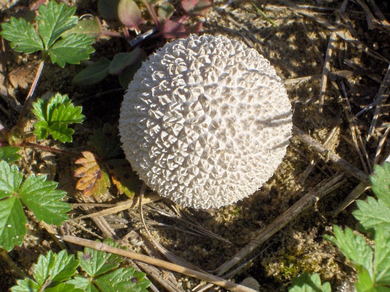 野生蘑菇圖片