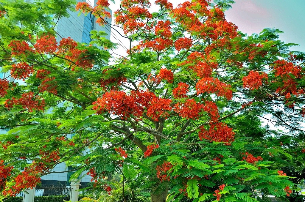 鳳凰花紅彤彤