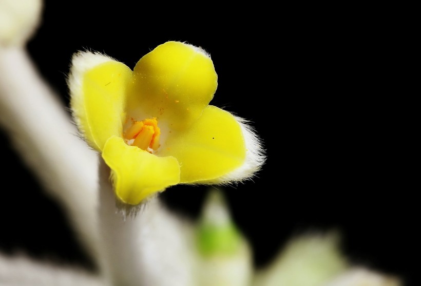 結香花圖片