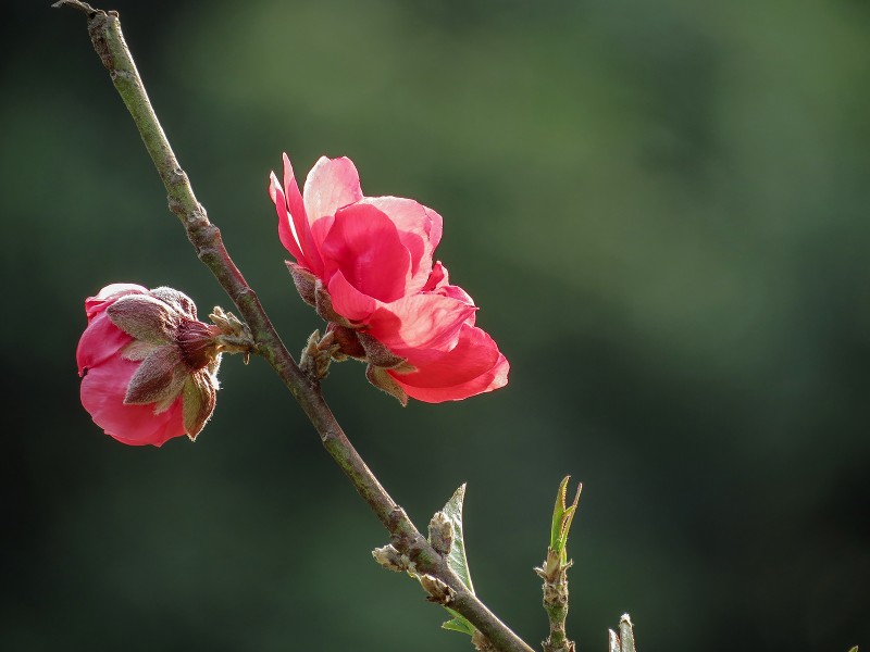 艳丽的桃花图片