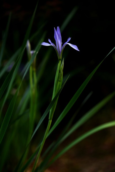 紫色马兰花图片