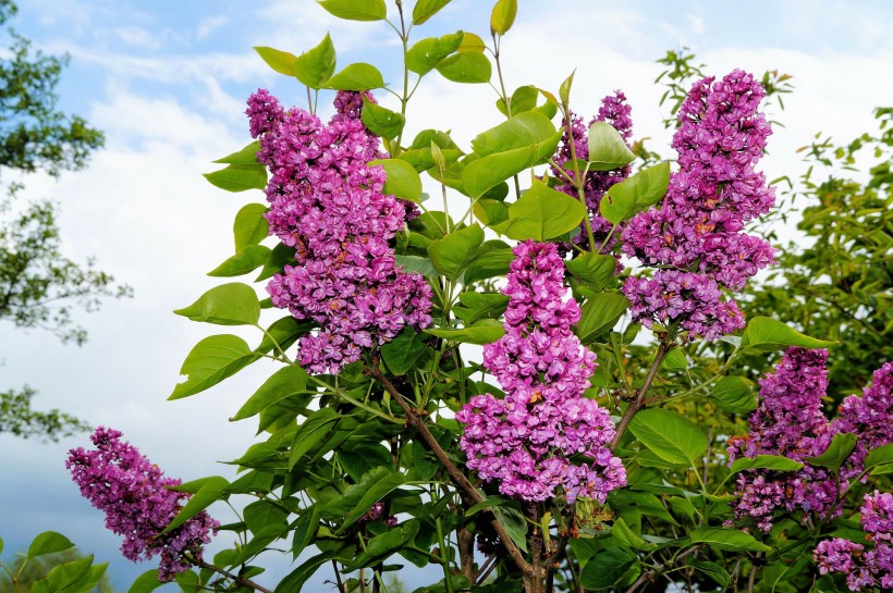 丁香花的特写图片