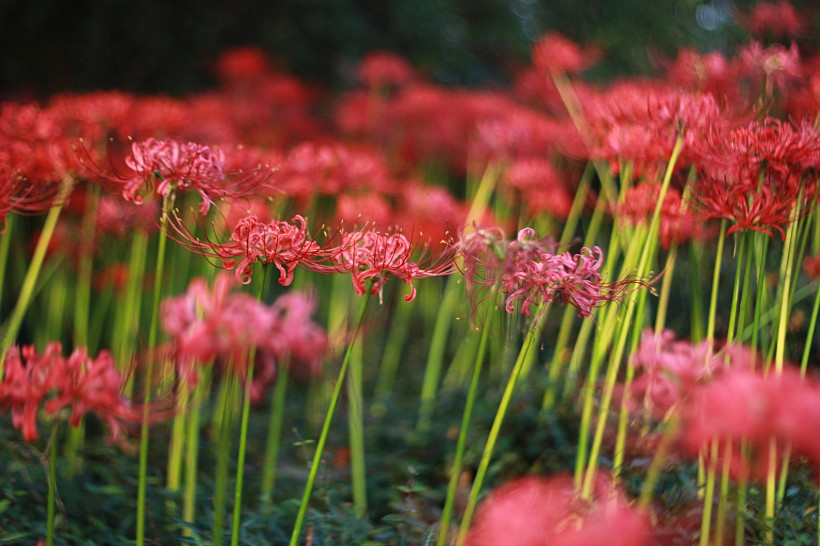 曼珠沙華花卉圖片