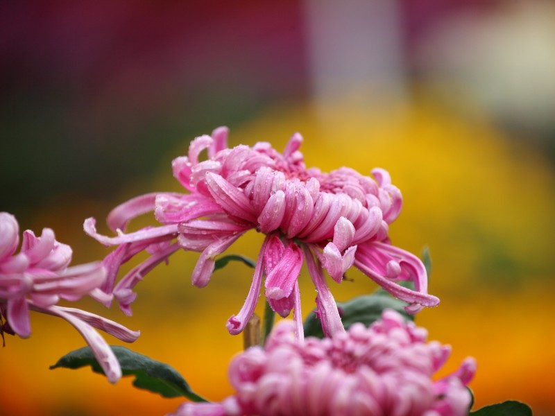 多姿多彩的菊花圖片