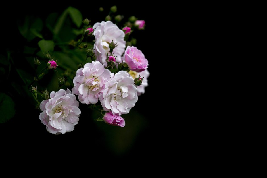 粉紅色薔薇花圖片綻放美麗