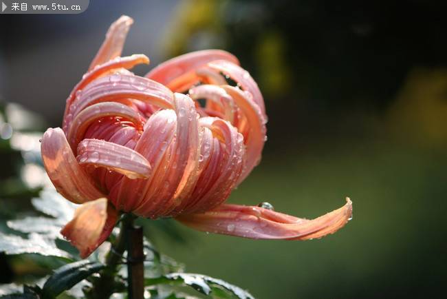 红装素裹的菊花高清图片