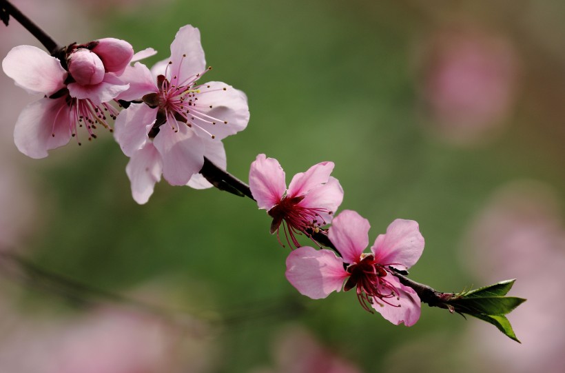 桃花图片