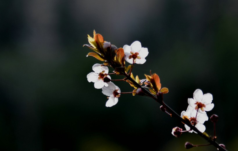 梅花图片