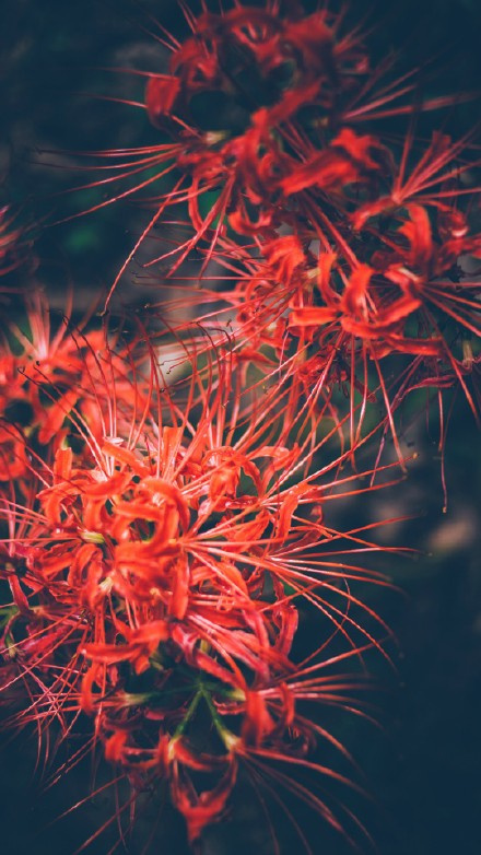 彼岸花，开一千年，落一千年，花叶永不相见