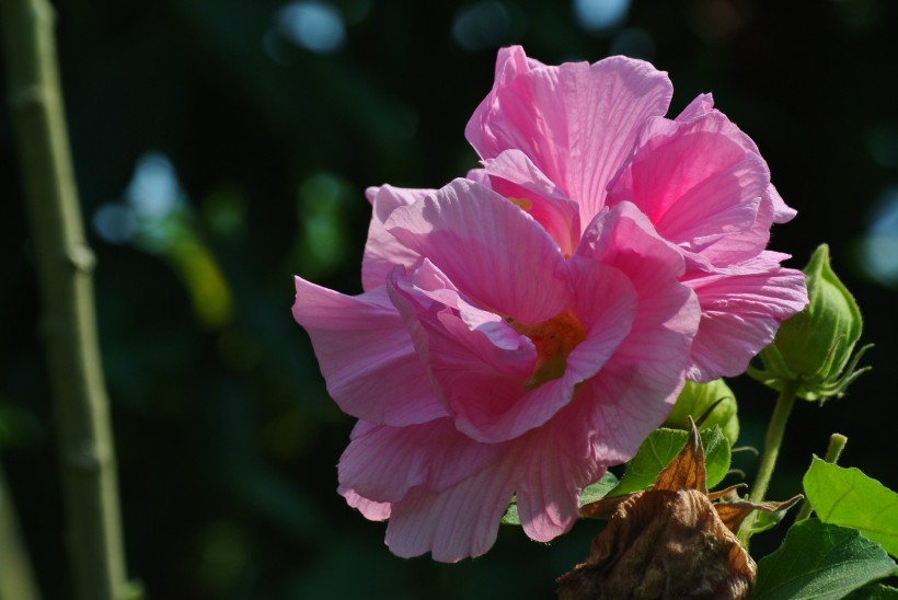 芙蓉花圖片