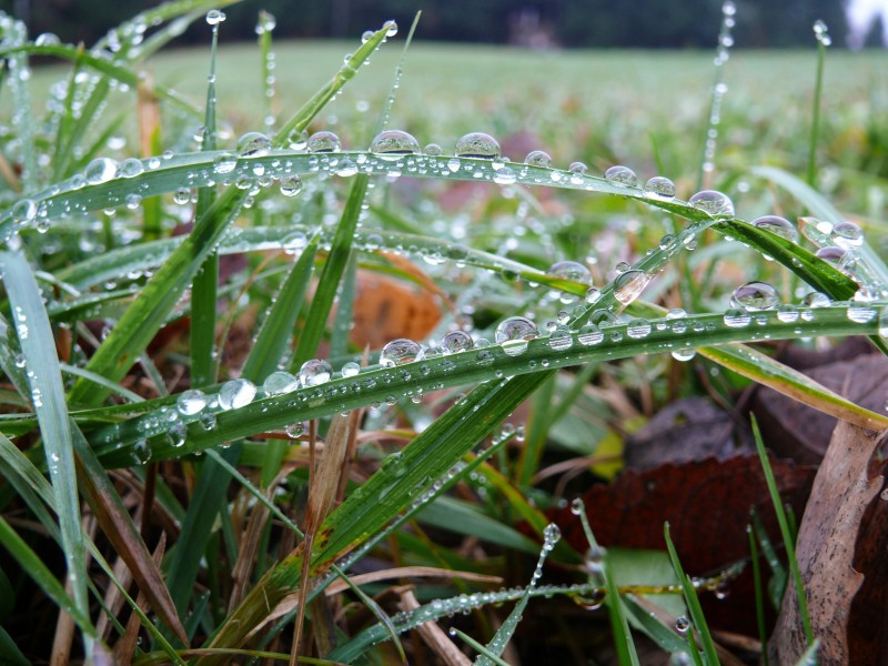 青草上面的露水圖片