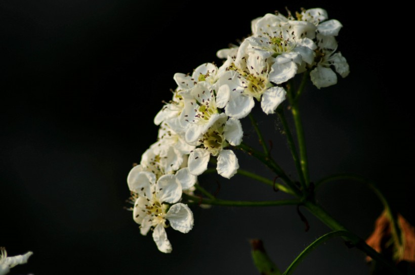 山楂花圖片