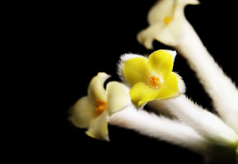 結(jié)香花圖片