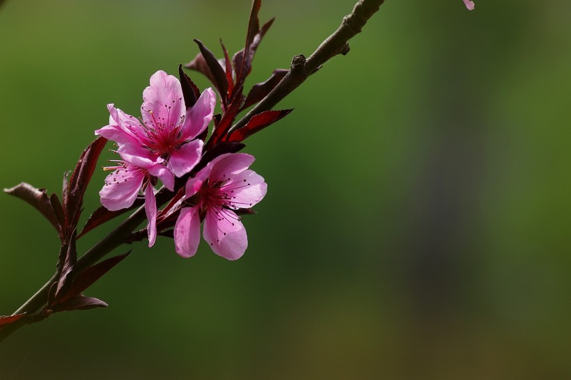 艷麗桃花圖片