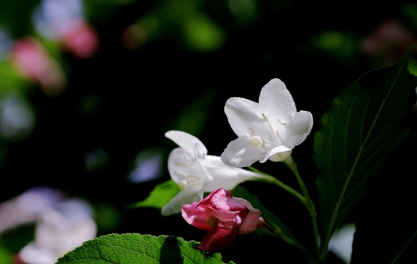 红王子锦带花图片