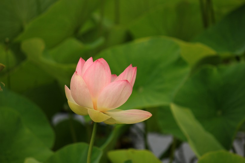 清香襲人的荷花圖片