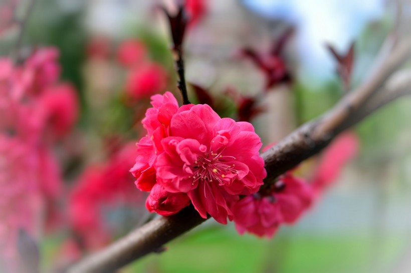 红桃花图片