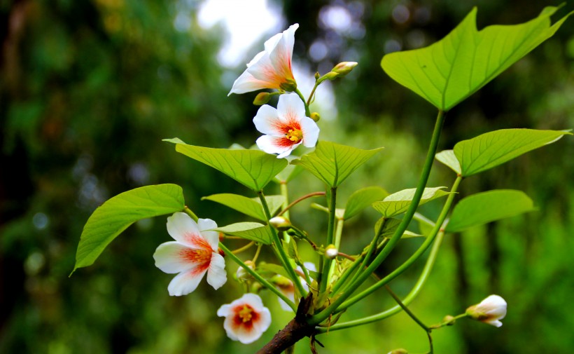 白色桐子花图片