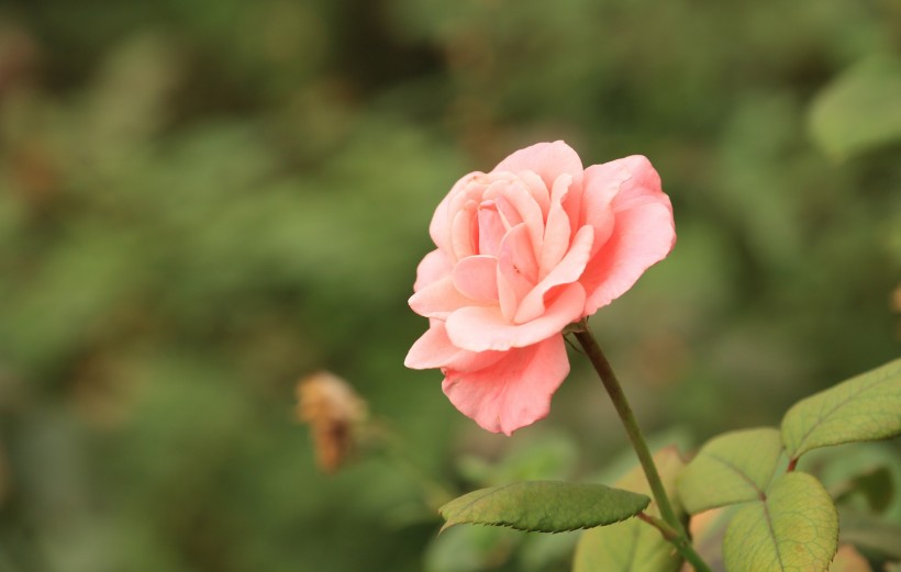 各种颜色的月季花图片