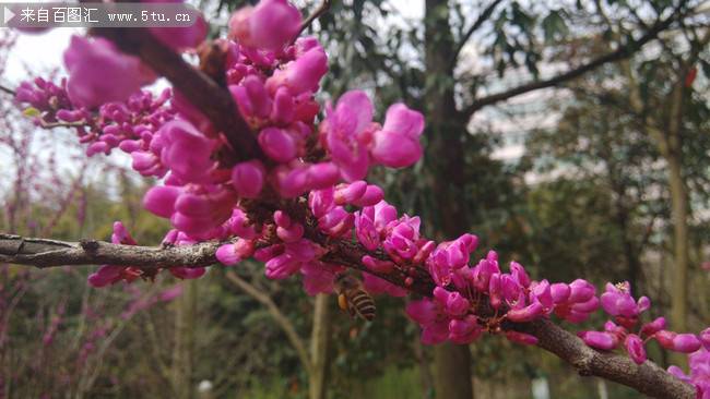 花色艳丽的紫荆花摄影图片