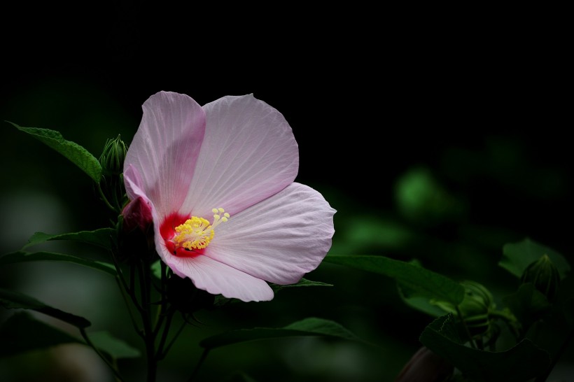 各種顏色的芙蓉花圖片