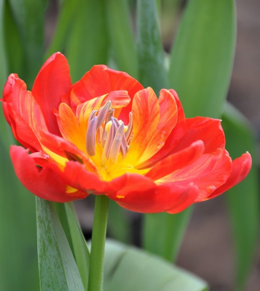 高雅郁金香花卉圖片