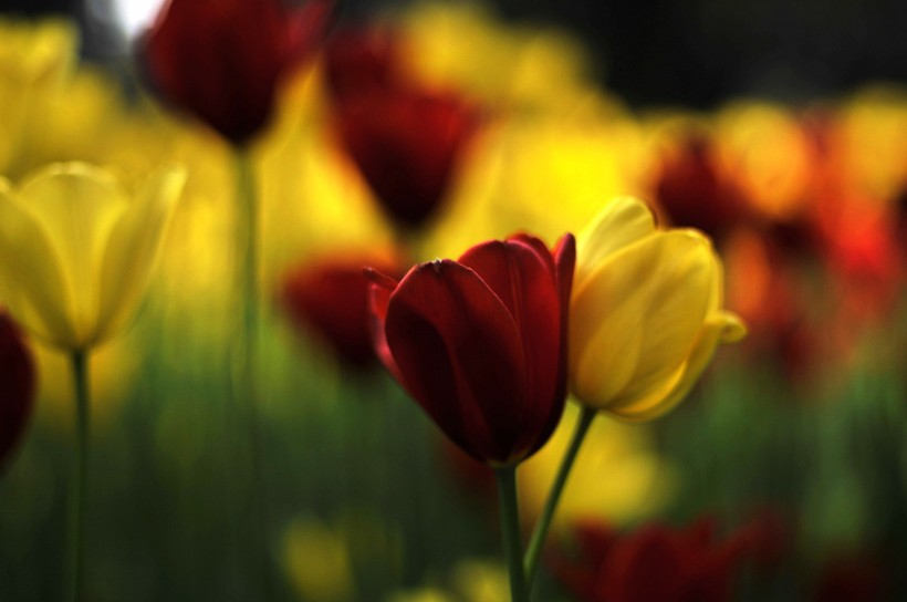 郁金香花卉图片