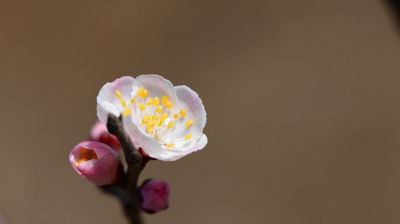 粉色杏花圖片