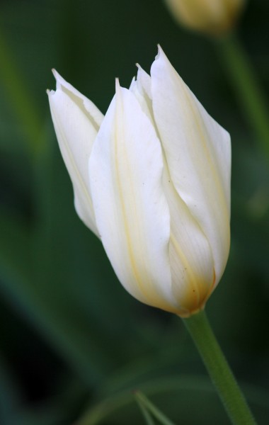 色彩鲜艳的郁金香花卉图片