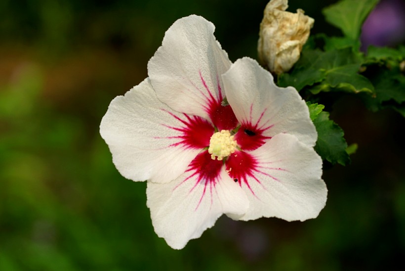 多彩芙蓉花图片