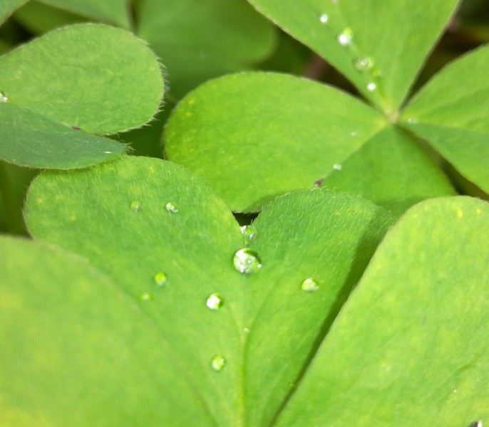 掛著水珠的綠葉圖片