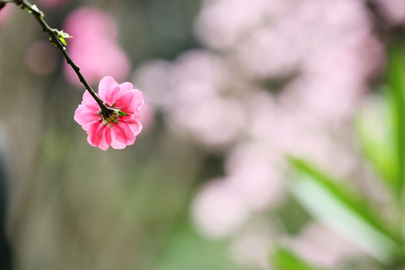 初春桃花图片