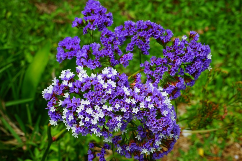 丁香花的特写图片