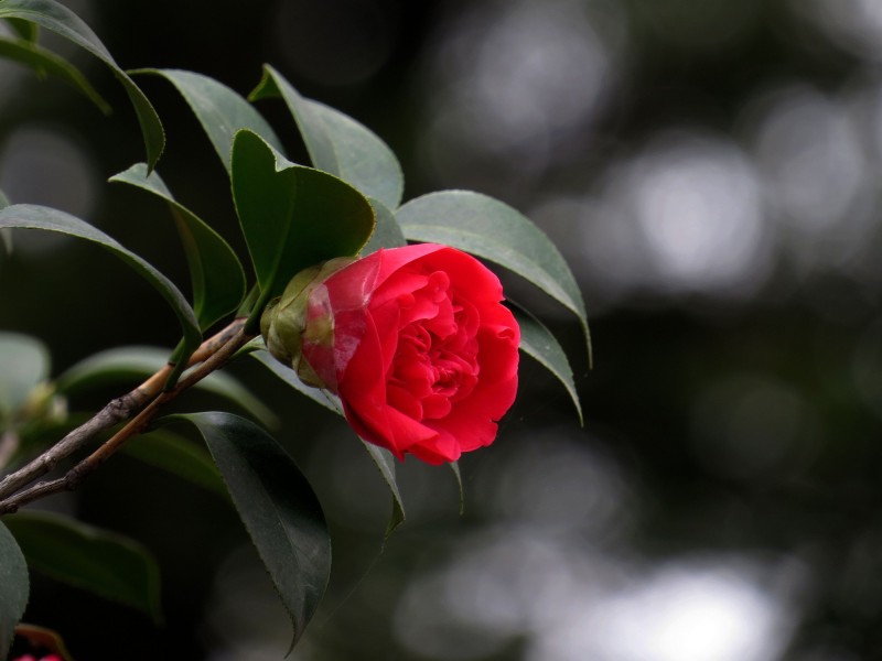 红色茶花图片 