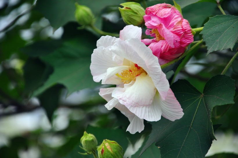 粉色木芙蓉图片  