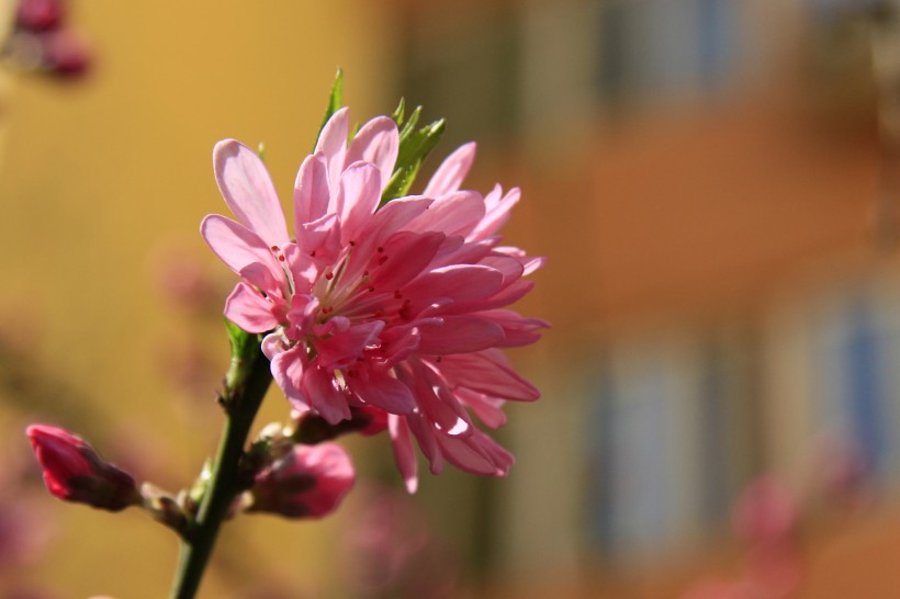 碧桃花图片