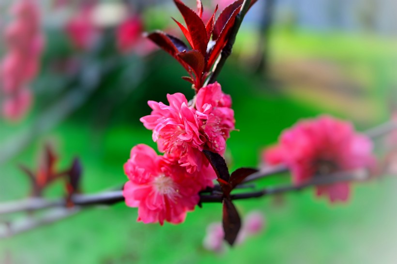 紅桃花圖片