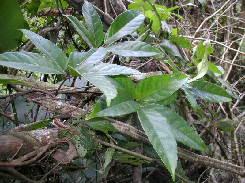 扁担藤植物图片