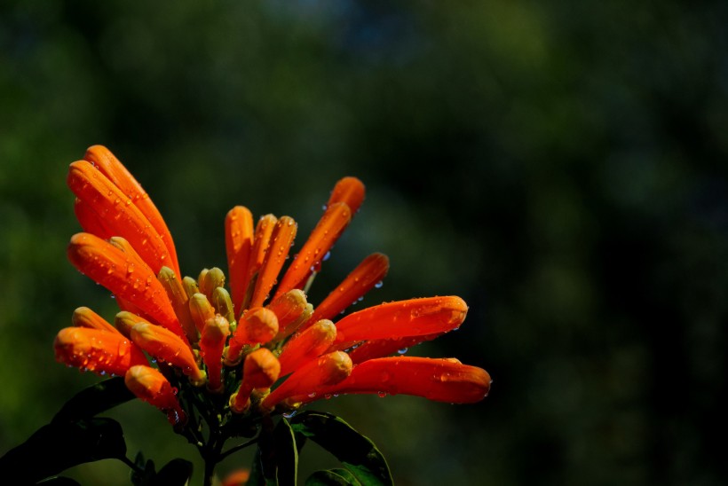 橙色炮杖花图片