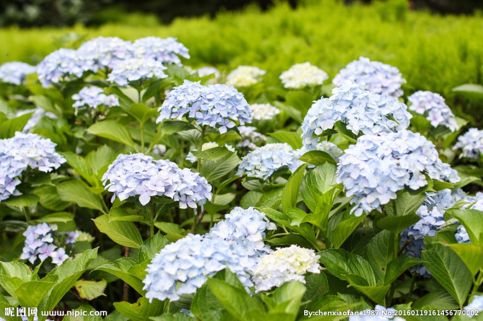 淡藍(lán)色繡球花圖片令人悅目怡神