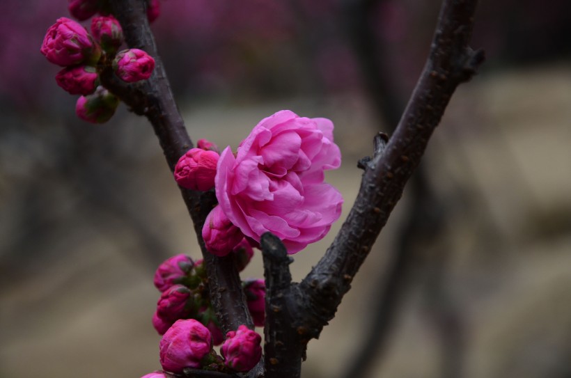 梅花图片